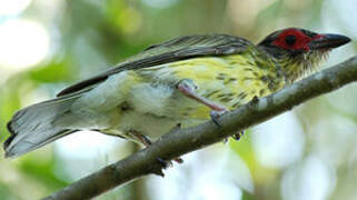 Australasian Figbird (flaviventris)