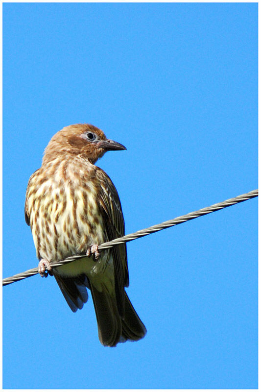 Australasian Figbird (flaviventris) female adult