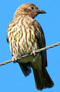 Australasian Figbird (flaviventris)