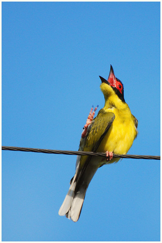 Australasian Figbird (flaviventris)adult