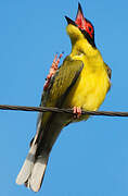 Australasian Figbird (flaviventris)