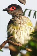 Australasian Figbird