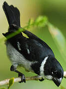 Wing-barred Seedeater