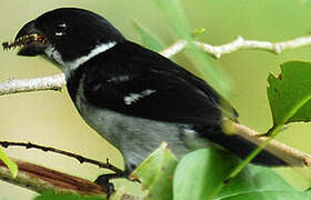 Wing-barred Seedeater