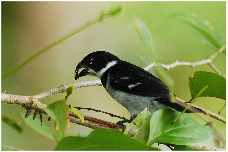 Wing-barred Seedeater male adult