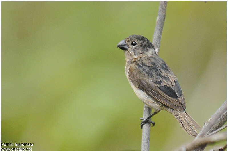 Sporophile à ailes blanches mâle immature, identification