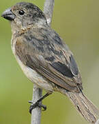 Wing-barred Seedeater