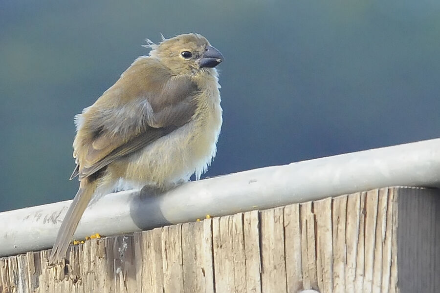 Sporophile à ailes blanches femelle adulte