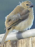 Wing-barred Seedeater