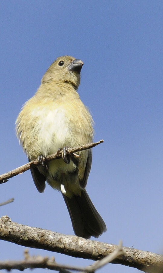 Sporophile à ailes blanches femelle adulte