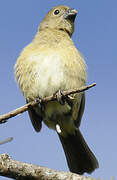 Wing-barred Seedeater