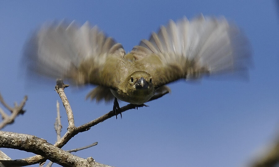 Sporophile à ailes blanches femelle adulte