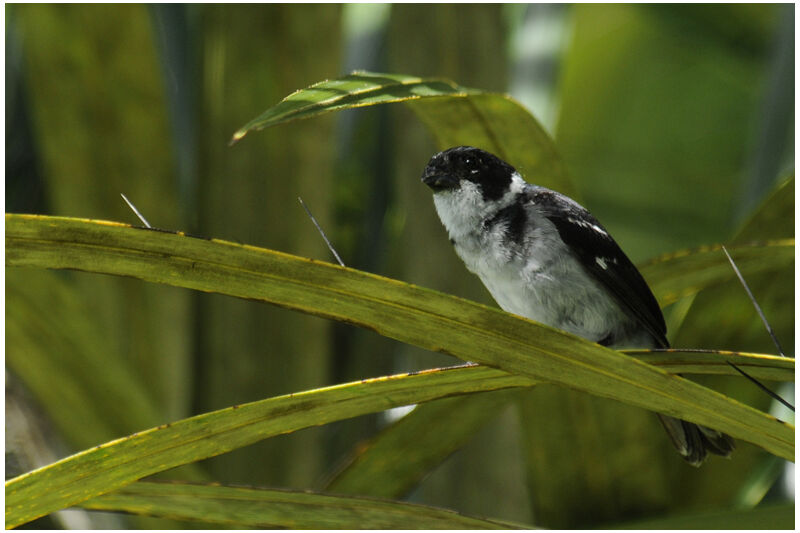 Wing-barred Seedeater male adult