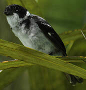 Wing-barred Seedeater