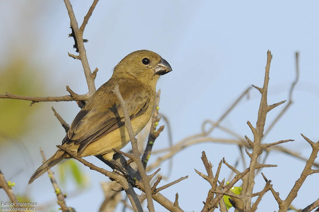 Sporophile à ailes blanches femelle adulte, identification