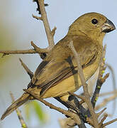 Wing-barred Seedeater