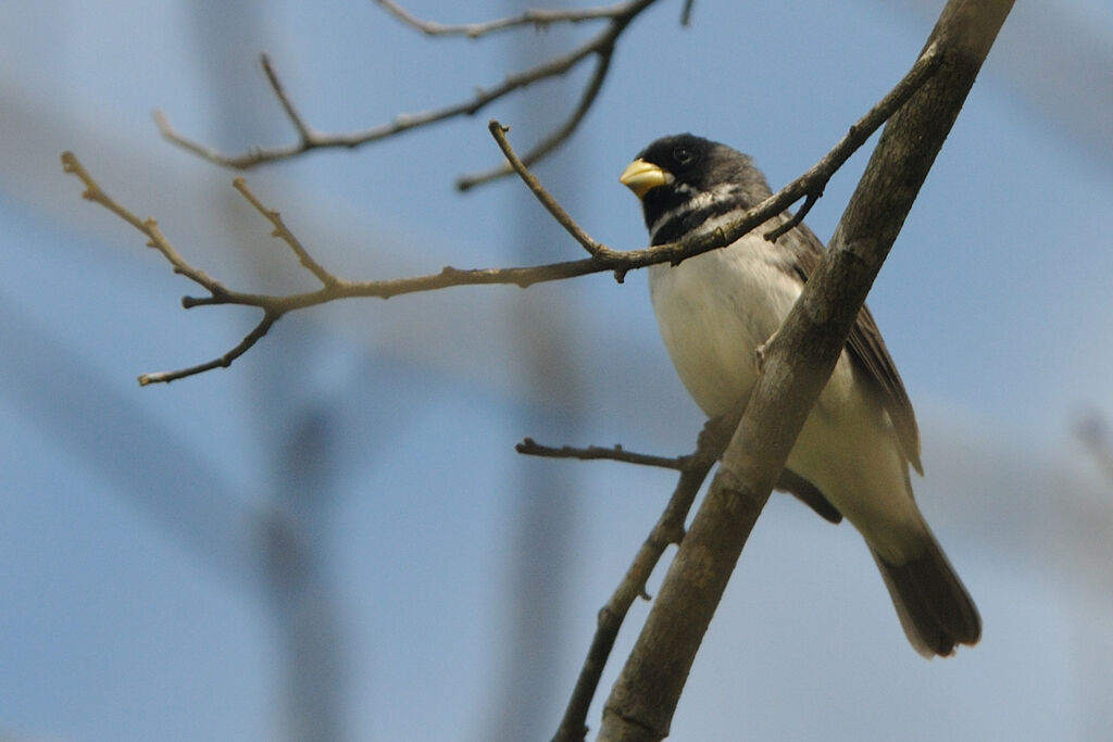 Double-collared Seedeater male adult, identification