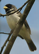 Double-collared Seedeater