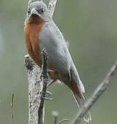 Chestnut-bellied Seedeater