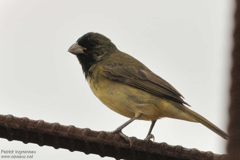 Yellow-bellied Seedeater male adult, identification