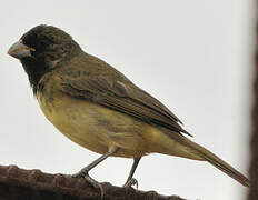 Yellow-bellied Seedeater