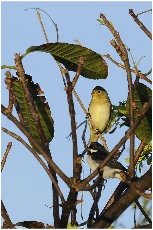 Lined Seedeater 