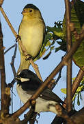 Lined Seedeater