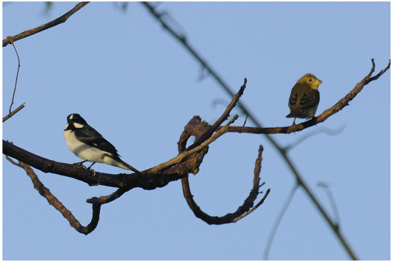 Lined Seedeater 