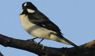 Lined Seedeater