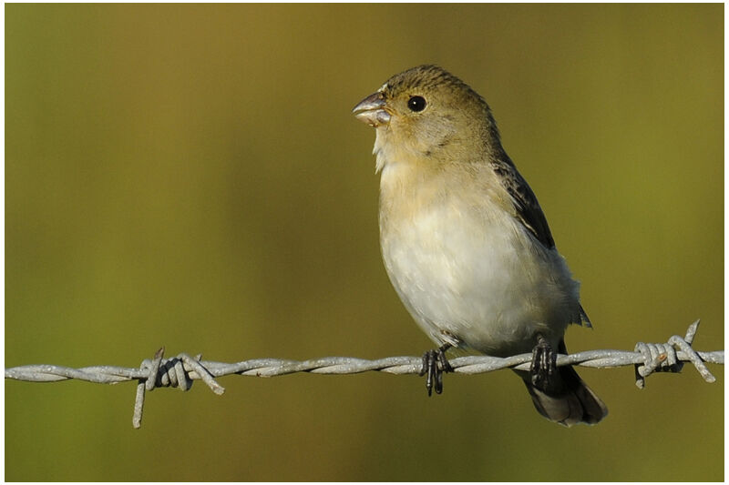 Lined Seedeater female adult