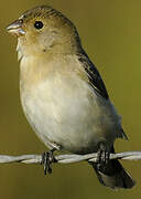 Lined Seedeater