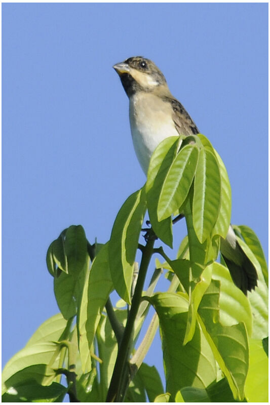 Sporophile bouveron mâle immature