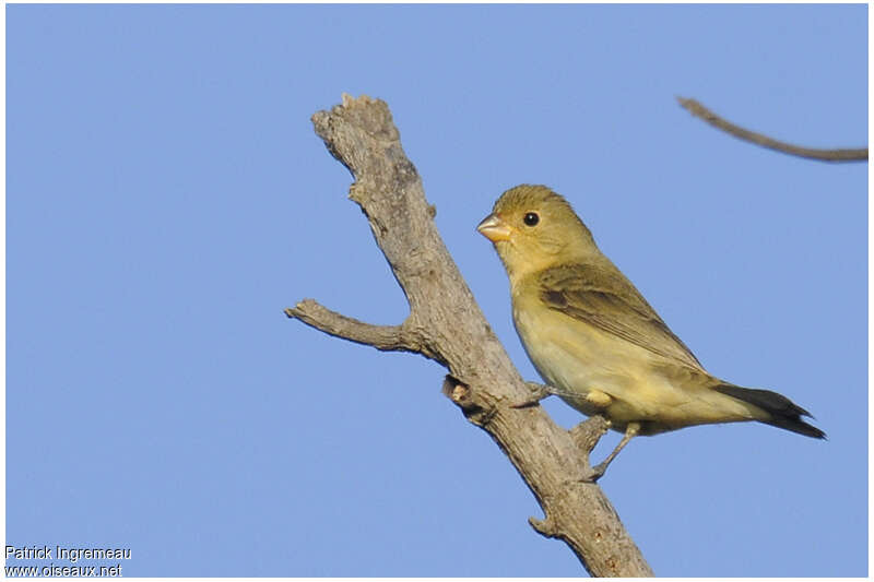 Lined Seedeater female adult, identification