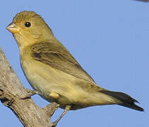 Lined Seedeater