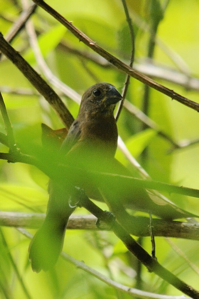 Chestnut-bellied Seed Finch male immature