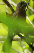 Chestnut-bellied Seed Finch