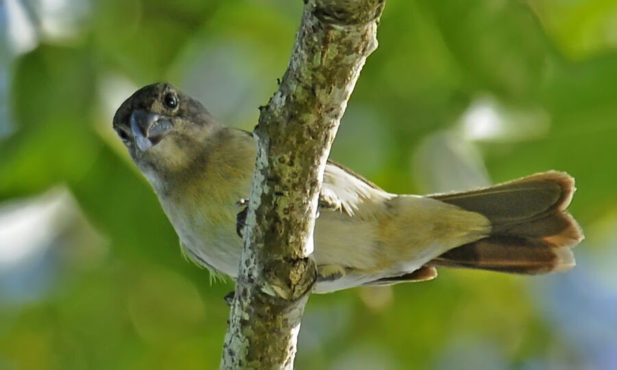 Lesson's Seedeater female adult