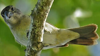 Lesson's Seedeater