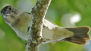 Lesson's Seedeater