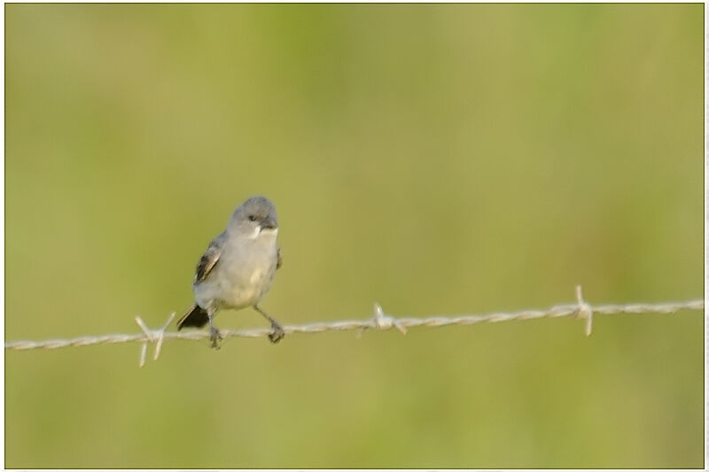 Sporophile gris-de-plomb mâle adulte