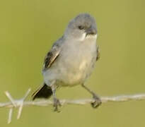 Plumbeous Seedeater