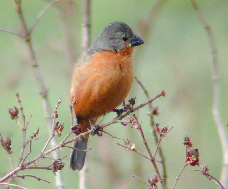 Ruddy-breasted Seedeater