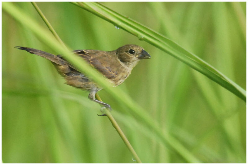 Ruddy-breasted Seedeater