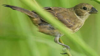 Ruddy-breasted Seedeater