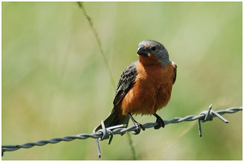 Ruddy-breasted Seedeater male adult