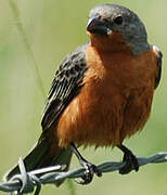 Ruddy-breasted Seedeater