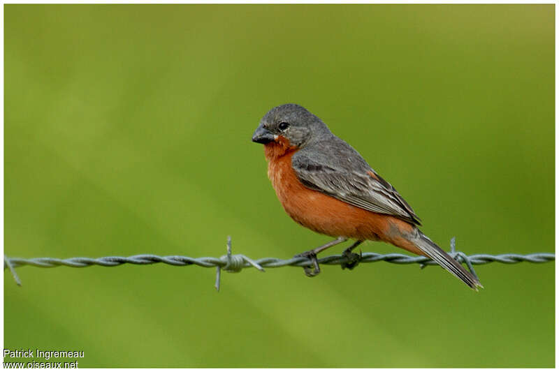 Ruddy-breasted Seedeater male adult, identification