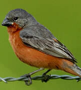 Ruddy-breasted Seedeater