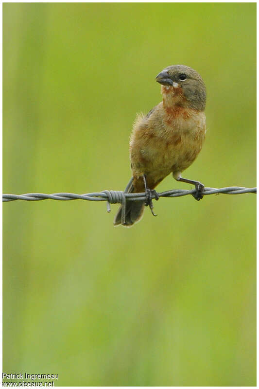 Ruddy-breasted Seedeater male First year, identification