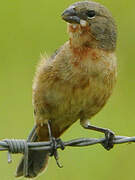 Ruddy-breasted Seedeater